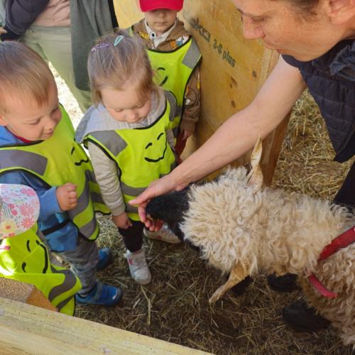Kinder füttern Schaf