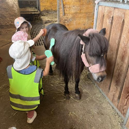 Kinder bei Pferd